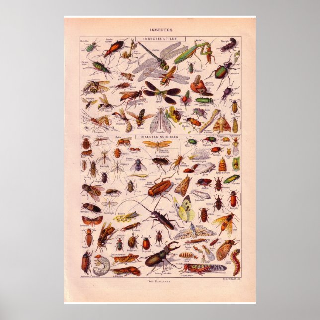 VIntage historic 1920   Insects Poster (Front)