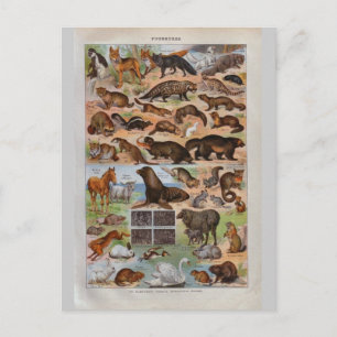 Vintage historic Animals with fur or hair Postcard