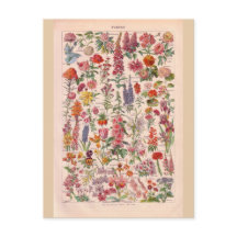 Vintage historic Flowers