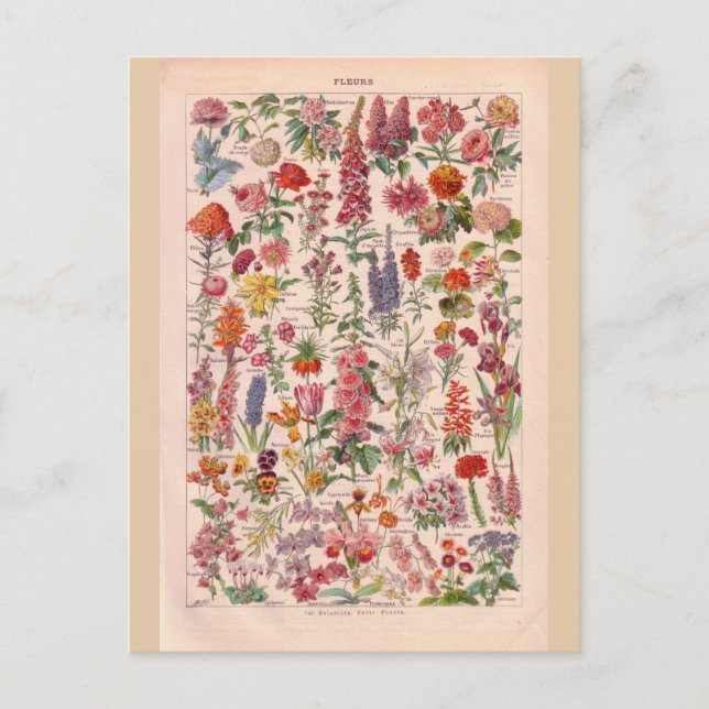 Vintage historic Flowers Postcard (Front)