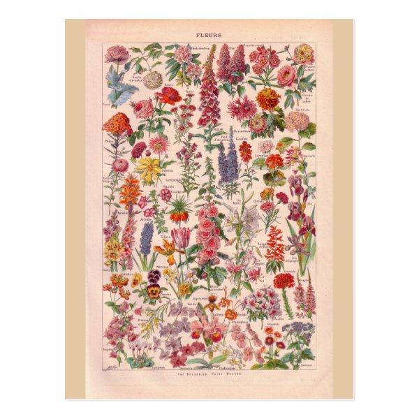 Vintage Flowers Posters & Prints | Zazzle UK