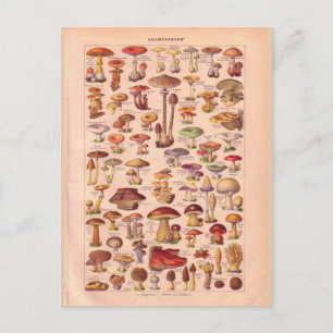 Vintage historic Mushrooms Postcard