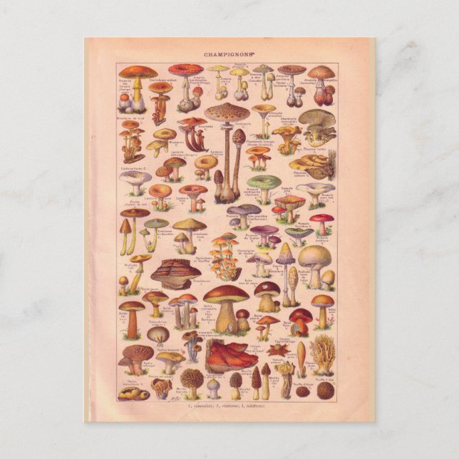 Vintage historic Mushrooms Postcard (Front)
