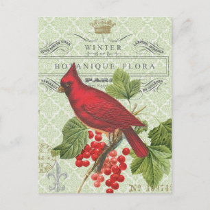 Vintage Holiday-Winter red cardinal-postcard Holiday Postcard