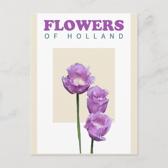 Vintage Holland Netherlands Purple Tulips Travel Postcard (Front)