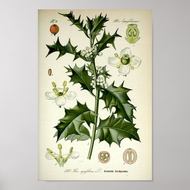 Vintage Holly Botanical Art Poster (Front)