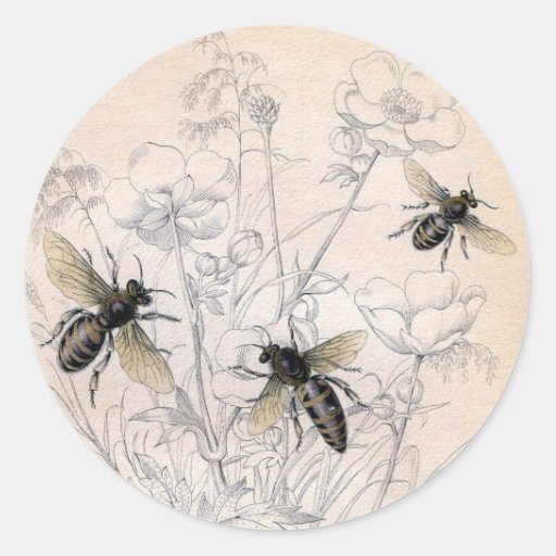 Vintage Honey Bee Art Print Classic Round Sticker
