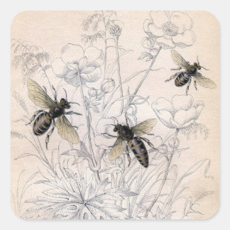 Vintage Honey Bee Art Print Square Sticker