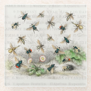 Vintage Honey Bee Queen Bee Entomology Botanical Glass Coaster