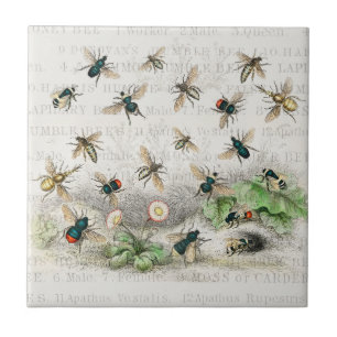 Vintage Honey Bee Queen Bee Entomology Botanical Tile