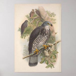 Vintage Honey Buzzard Bird Poster