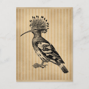 Vintage Hoopoe Bird Postcard