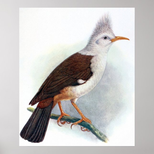 Vintage Hoopoe Starling Bird Poster (Front)