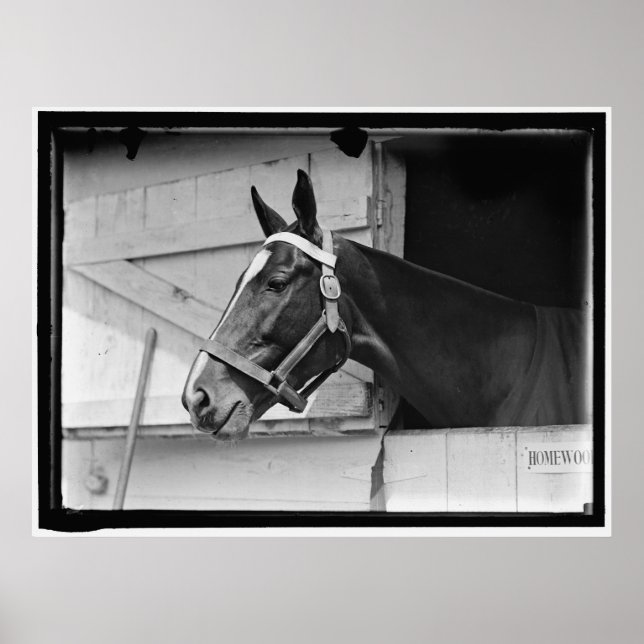 Vintage Horse 1913 Poster (Front)