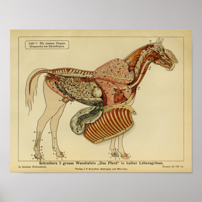Vintage Horse Anatomy Advertisement Poster (Front)