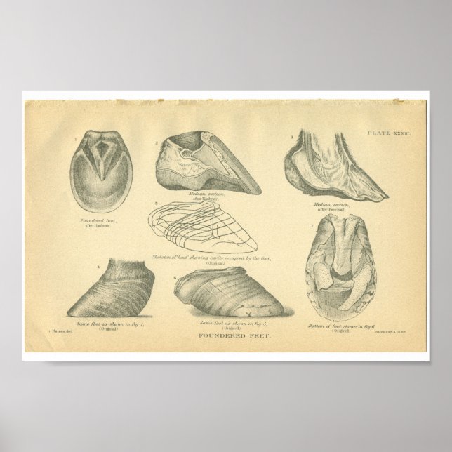 Vintage Horse Anatomy Print Foundered Feet (Front)