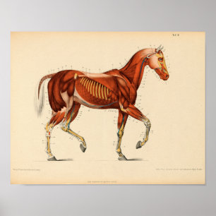 Vintage Horse Anatomy Print Muscles