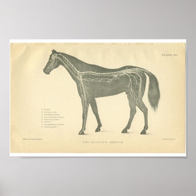 Vintage Horse Anatomy Print Nervous System (Front)