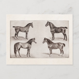 Vintage Horse Arabian Hunter Horses Illustration Postcard