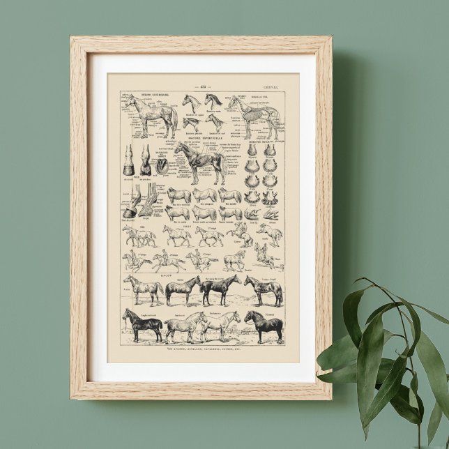 Vintage Horse Breeds & Anatomy Chart French Poster (Creator Uploaded)