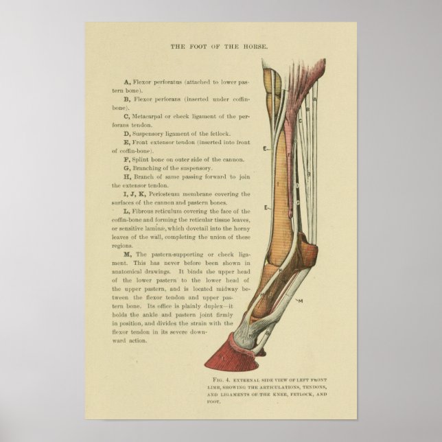 Vintage Horse Foot Anatomy Print (Front)