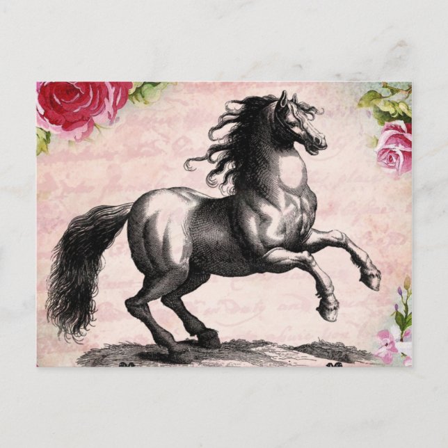 Vintage Horse Illustration Postcard (Front)