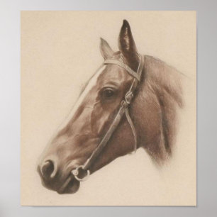 Vintage Horse Illustration Poster