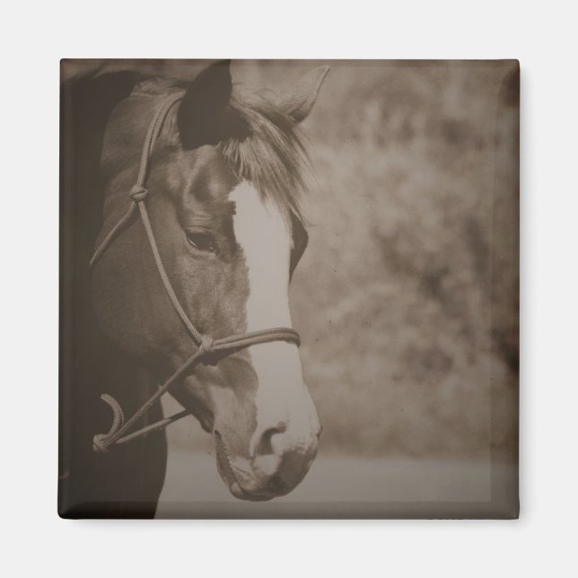 Vintage Horse Magnet (Front)