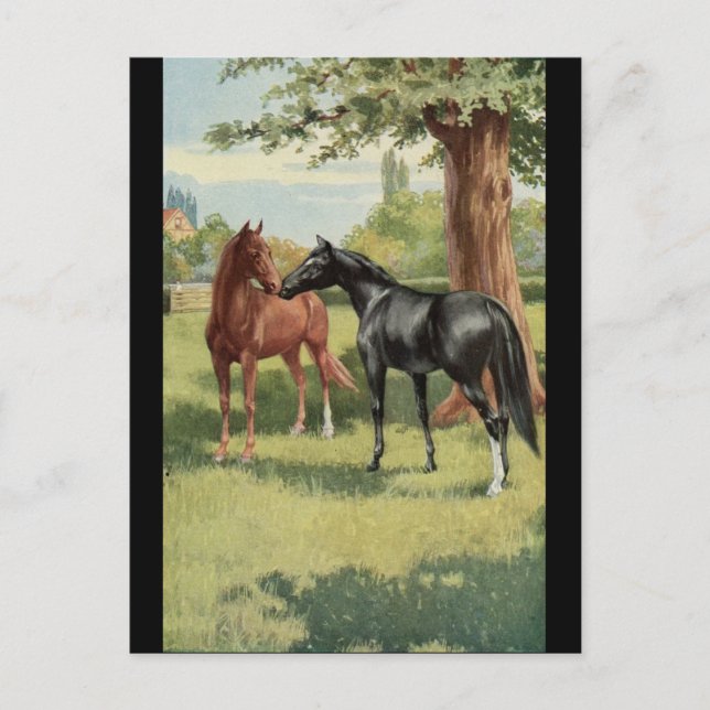 Vintage Horse Mare Stallion Equestrian Postcard (Front)