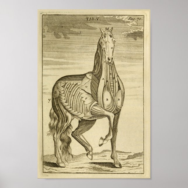 Vintage Horse Muscle Anatomy Art Print (Front)