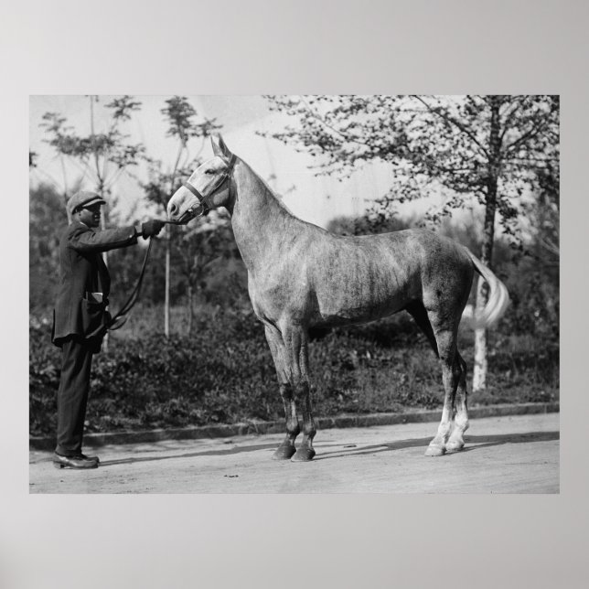 Vintage Horse Photography Poster (Front)