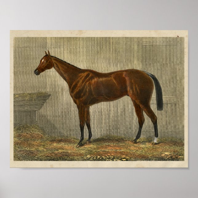 Vintage Horse Print 1873 Blue Cown (Front)