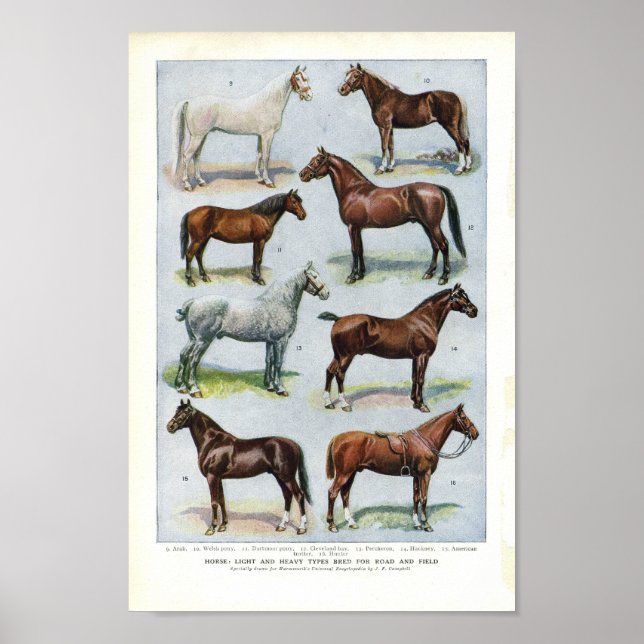 Vintage Horse Print 1908 Edwardian Breeds (Front)