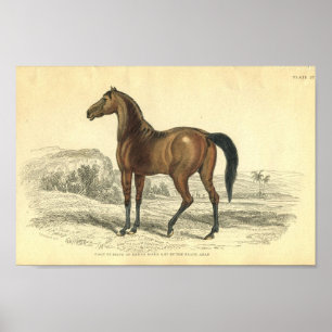 Vintage Horse Print Colt Of Brood Mare
