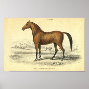 Vintage Horse Print Filley