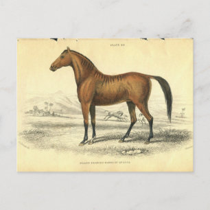 Vintage Horse Print Jardine 1838 Filley Postcard