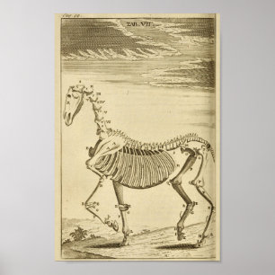 Vintage Horse Skeleton Anatomy Art Print
