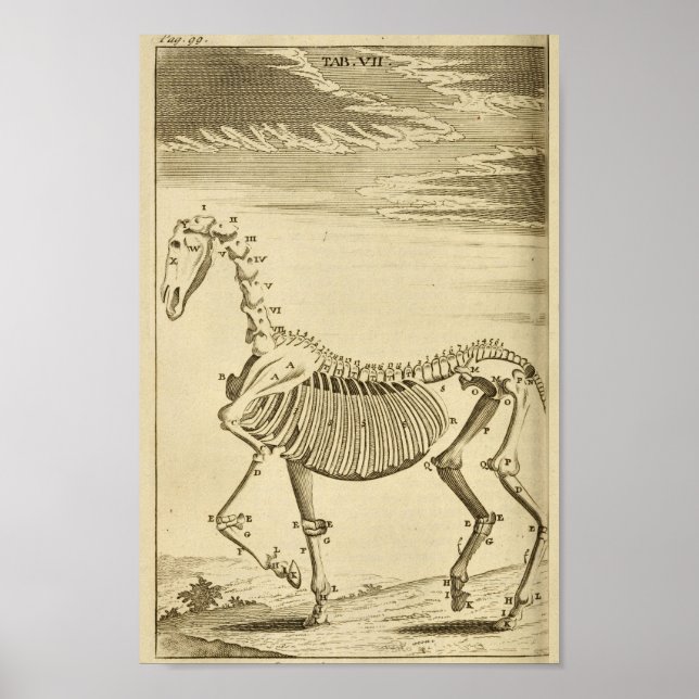 Vintage Horse Skeleton Anatomy Art Print (Front)