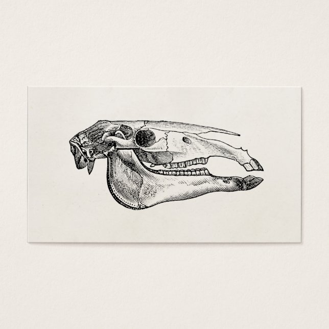 Vintage Horse Skull Skeleton Personalised Skeleton (Front)