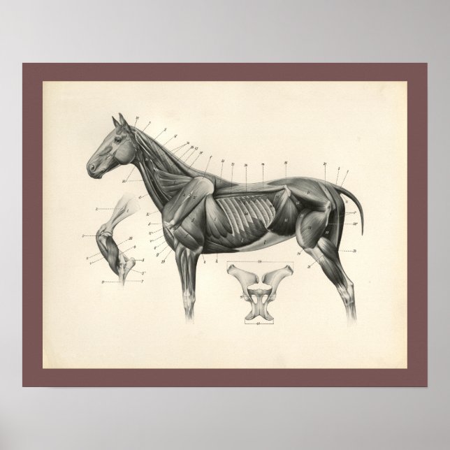 Vintage Horse Veterinary Muscle Anatomy Print (Front)