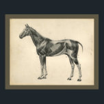 Vintage Horse Veterinary Muscle Anatomy Print<br><div class="desc">Vintage anatomical illustration of the horse. The superficial muscles.
View more anatomy illustrations under our Veterinary Anatomy Category,  and art under our Horse & Dog Prints Category. Customise: Edit and change the border/background colour as needed.</div>