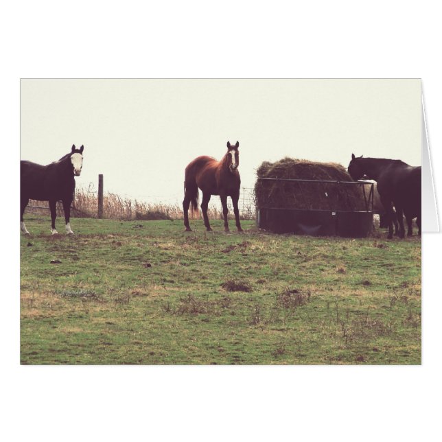 Vintage Horses (Front Horizontal)