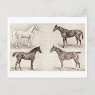 Vintage Horses - Horse and Pony Templates horse Postcard