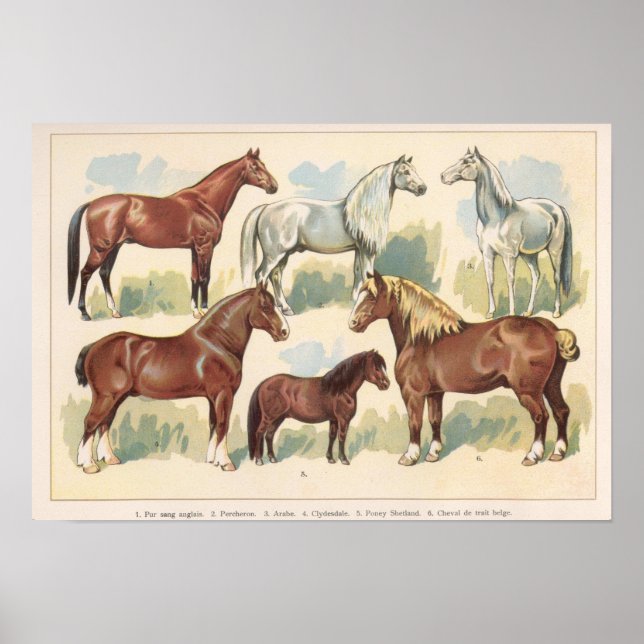Vintage Horses Poster (Front)