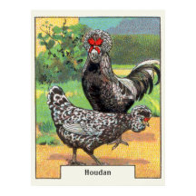Vintage Houdan Chicken