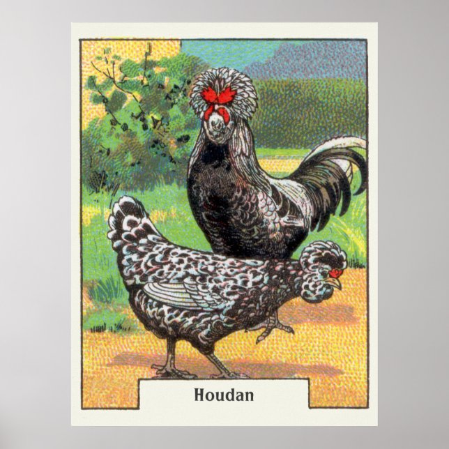 Vintage Houdan Chicken Poster (Front)