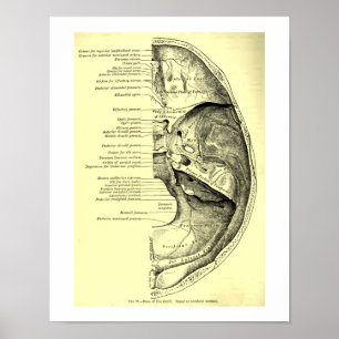 Vintage Human Anatomy Base of the skull Inner Poster