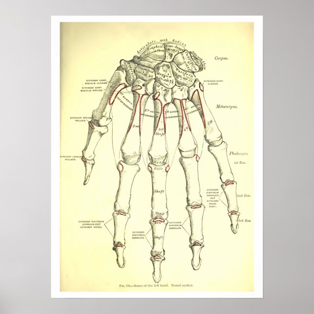 Vintage Human Anatomy Bones of the Hand Poster (Front)