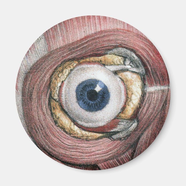 Vintage Human Anatomy, Eyeball Eye with Muscles Magnet (Front)