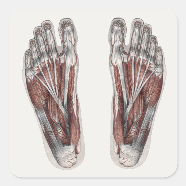 Vintage Human Anatomy Footprint Podiatry Feet Square Sticker (Front)